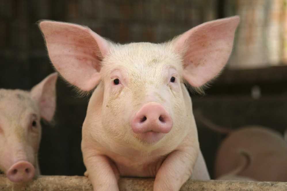 Использование глубокой подстилки с бактериями при содержании свиней – аграрий