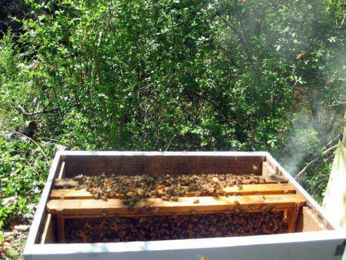 Отводки пчел весной: как сделать без матки и на плодную матку, видео