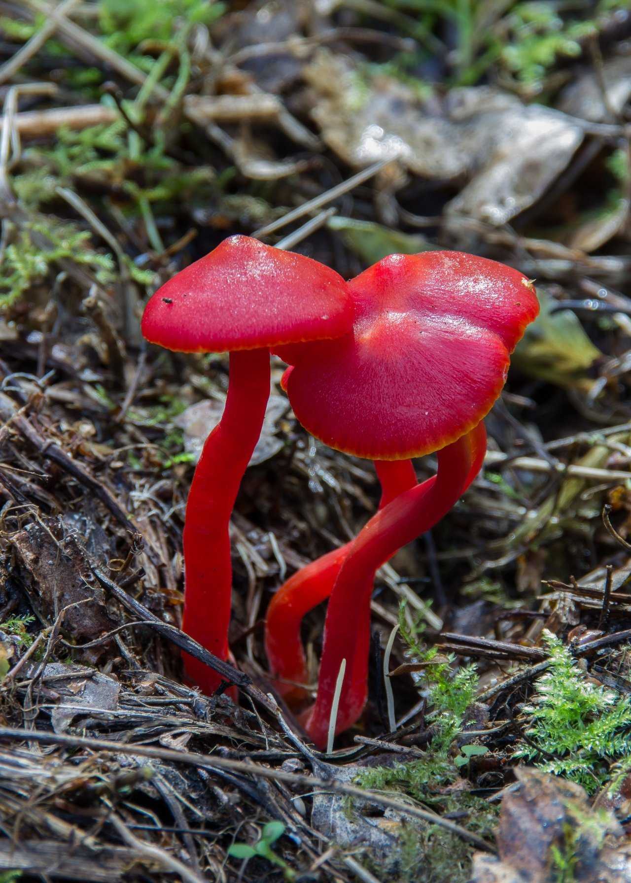 Гигроцибе красная: съедобный гриб или нет?
