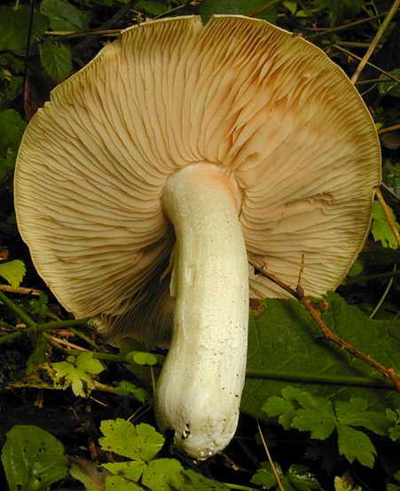 Сетконоска сдвоенная (phallus duplicatus) или диктиофора (dictyophora duplicata): фото, описание и интересные факты о грибе