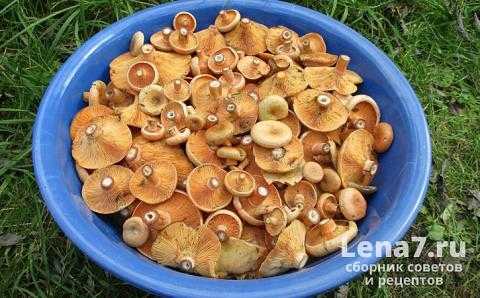 Подготовка и переработка грибов рыжиков на зиму в домашних условиях: лучшие рецепты
