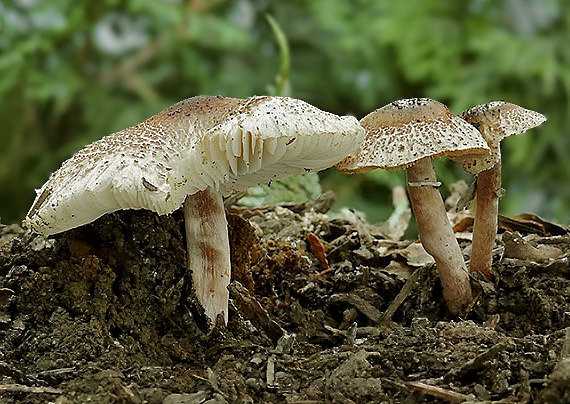 Галерина моховая – опасный ядовитый гриб | огородники