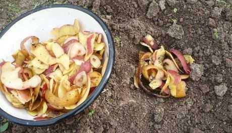 Картофельные очистки как удобрение — для каких растений и как использовать