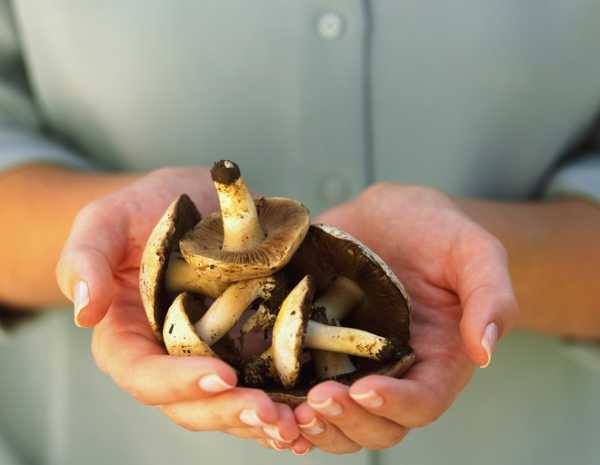 Козлята — где растут грибы, когда собирать и можно ли выращивать?