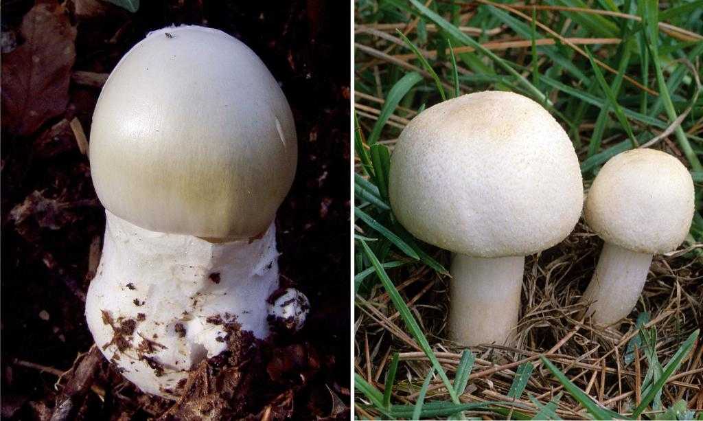 Шампиньон крупноспоровый – теплолюбивый гриб