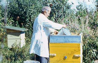 Особенности и приготовление медовой сыты для подкормки пчел