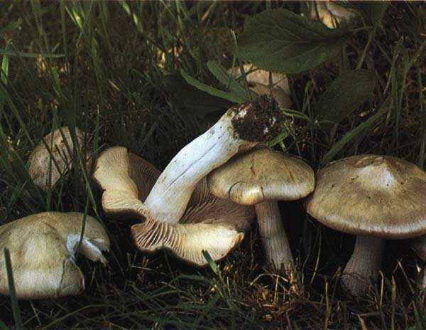 Энтолома горшечная (entoloma chytrophilum) –  грибы сибири