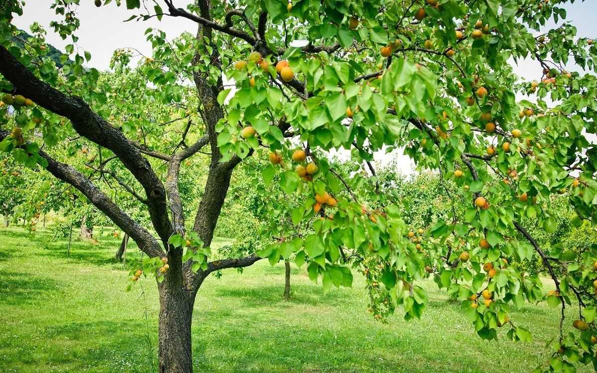 Почему не плодоносит абрикос: что делать и на какой год приносит плоды после посадки