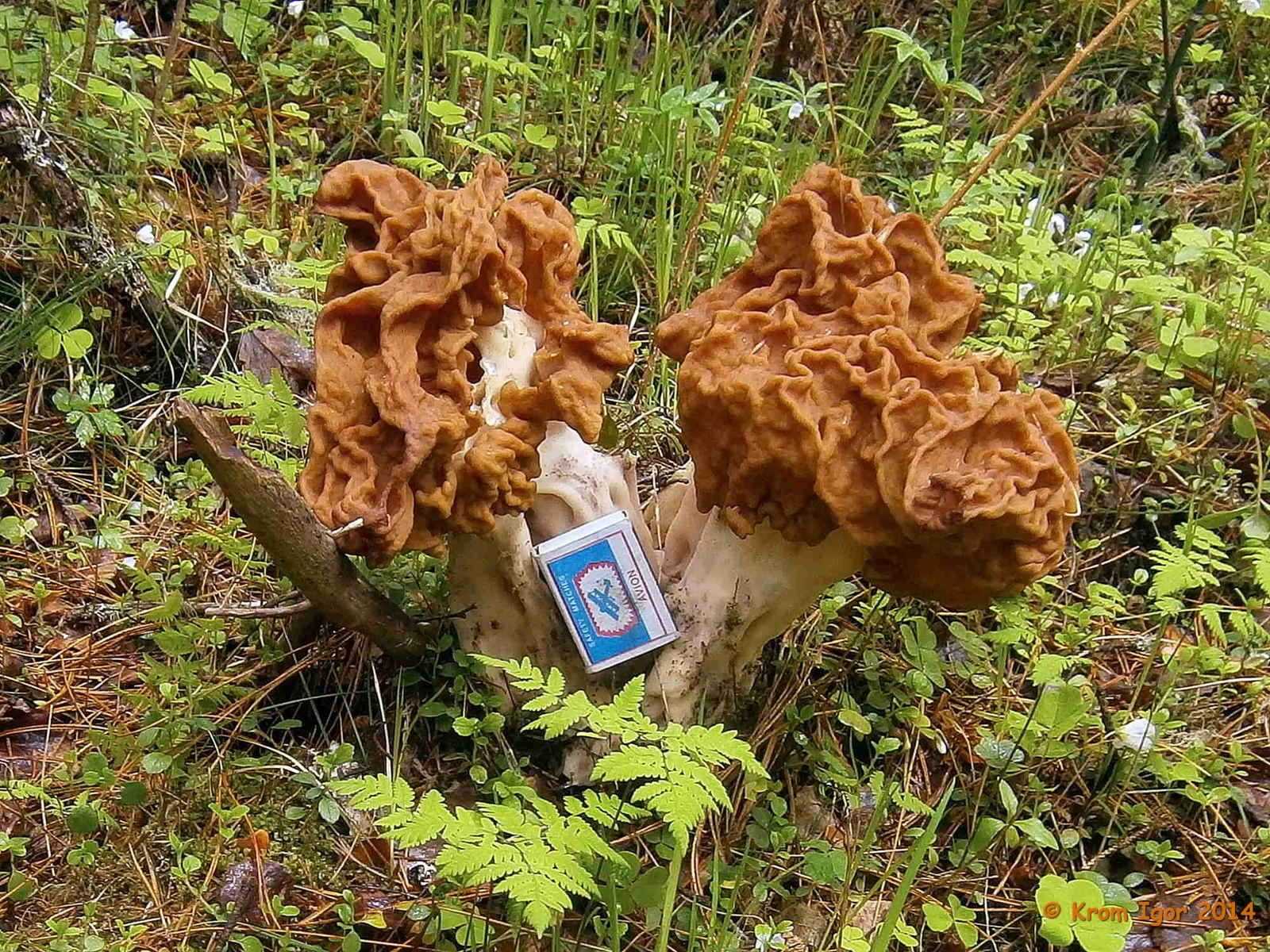Строчок обыкновенный: можно ли есть этот гриб?