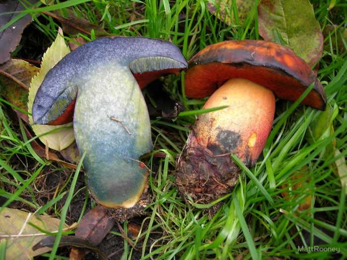 Особенности гриба дубовик и его основных подвидов