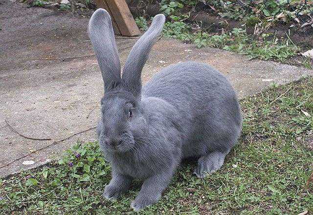 Кролики породы ризен