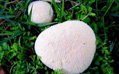 Съедобны ли дождевики грибы. дождевик съедобный (lycoperdon perlatum).