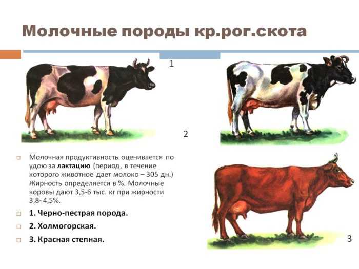 Ярославская порода коров: история появления, характеристики