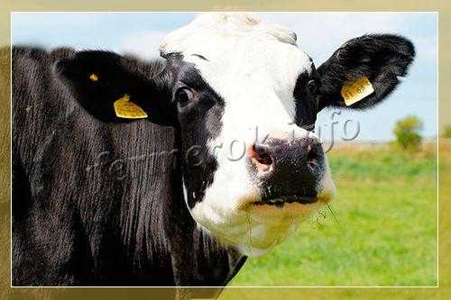 Ярославская порода коров: описание, характеристики, продуктивность