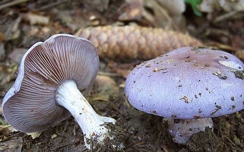 Наиболее распространенные ядовитые растения и грибы, внешний вид, симптомы отравления и действие ядовитых веществ. | выживание в дикой природе