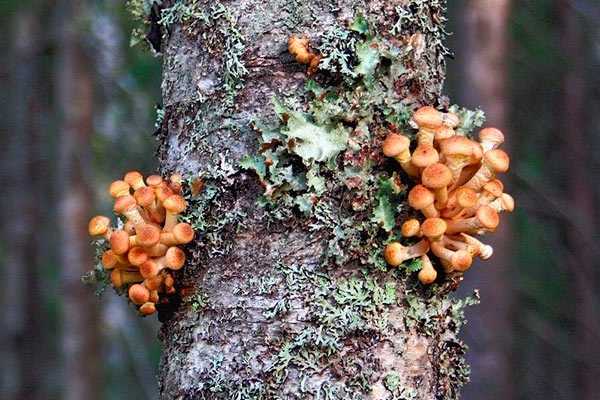 Стробилюрус съедобный (strobilurus esculentus) –  грибы сибири