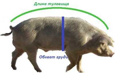 Измерение веса свиней по таблице - ваш огородик
