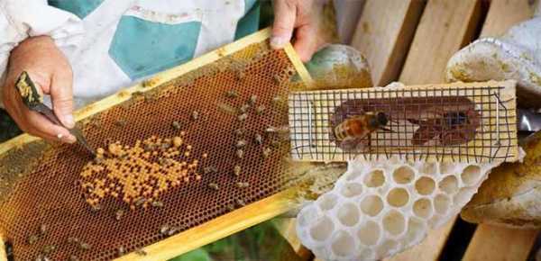 Улей озерова: описание, пчеловодство,основной принцип,как сделать своими руками,чертеж и изготовление