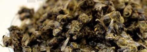 Лечение подмором пчел