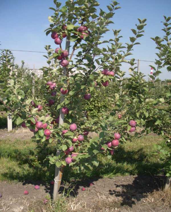Сорт яблони орлик: фото, отзывы, описание, характеристики.