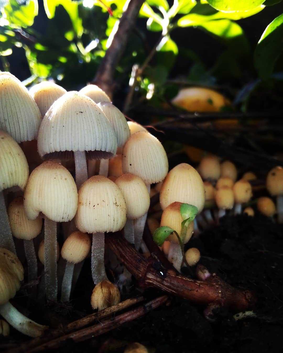 Панеолус полуяйцевидный (panaeolus semiovatus) –  грибы сибири