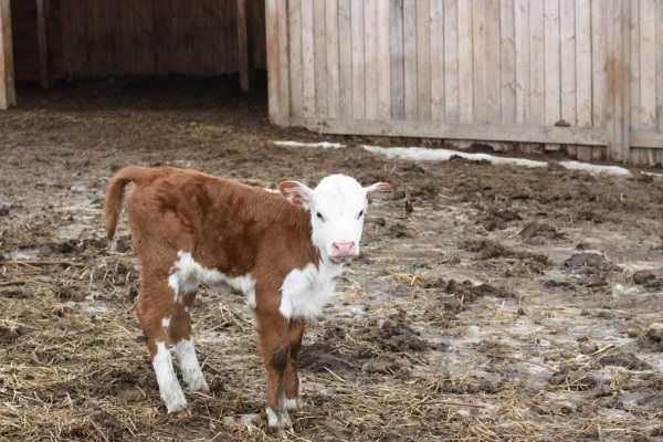Герефордская порода коров: характеристики и фото породы