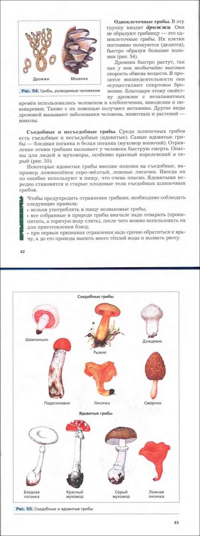 Гриб лепиота ядовитая: фото лепиоты каштановой, шероховатой и гребенчатой с описанием