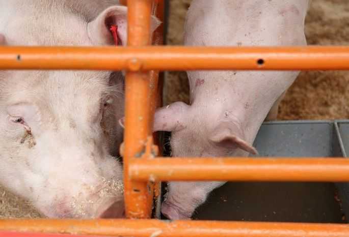 Тысячу свиней под убой. в коми произошла вспышка африканской чумы | сельское хозяйство | аиф коми