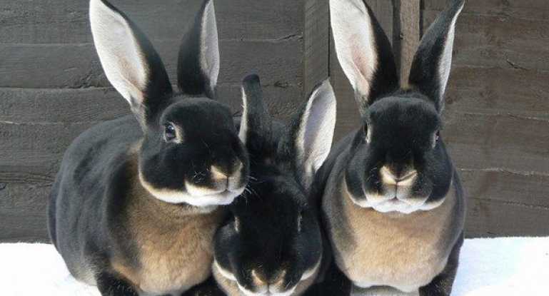 Кролики породы Рекс: фото и описание, содержание и уход. Характеристики и особенности породы