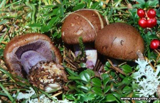 Фиолетовые грибы-можно ли их есть