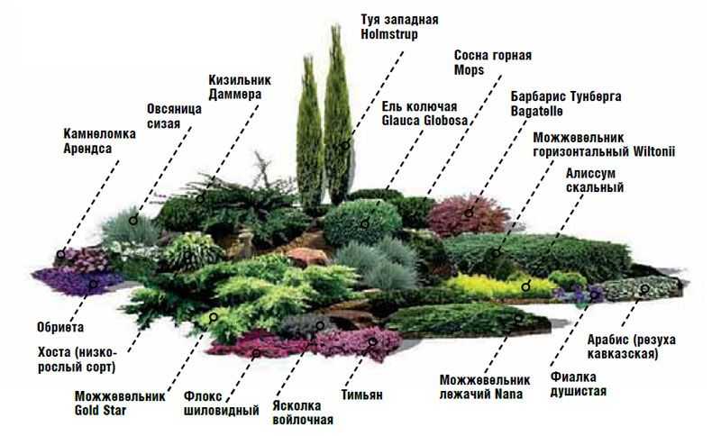 Неприхотливые вечнозеленые растения в вашем саду: виды, названия и описания