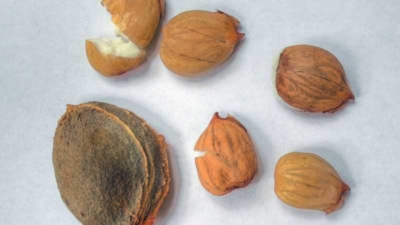 Технология осенней посадки абрикоса косточкой