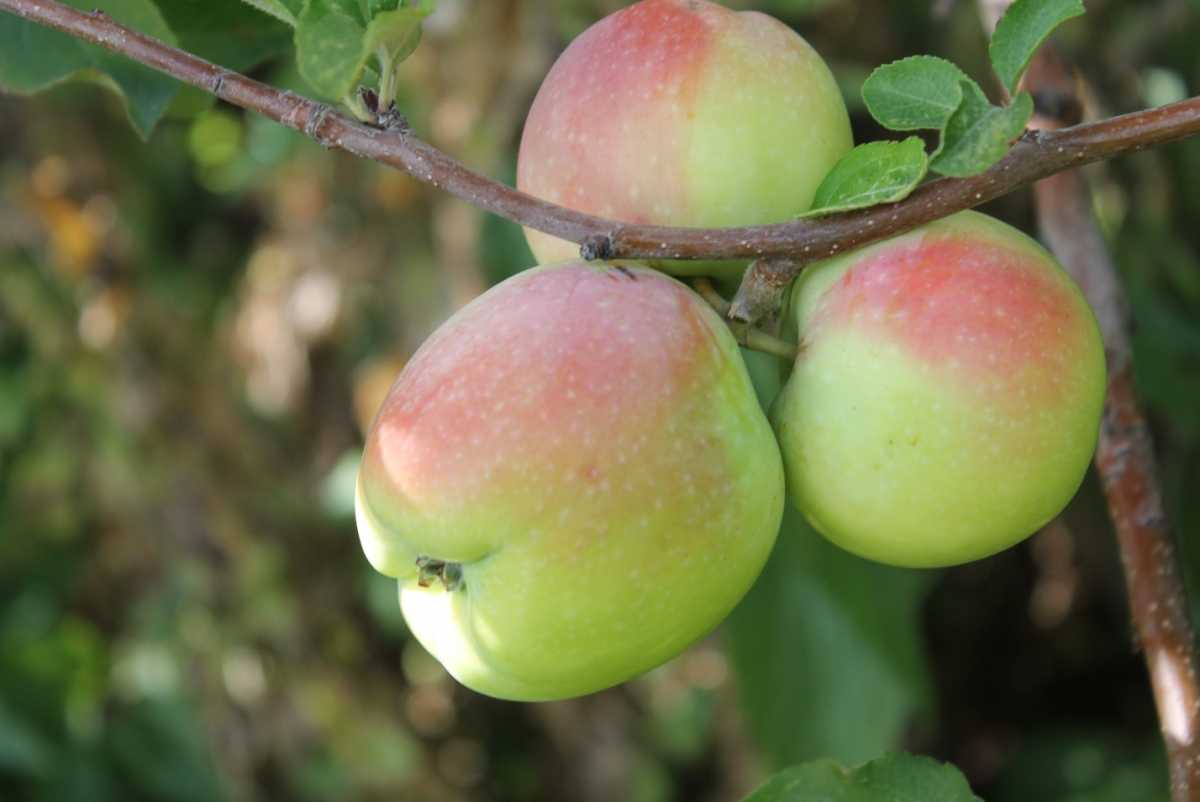 Северный синап – лучший сорт яблони для выращивания в саду