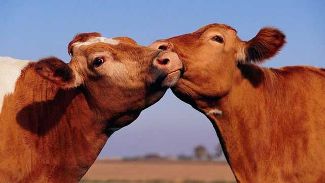 Чума крс - болезни коров