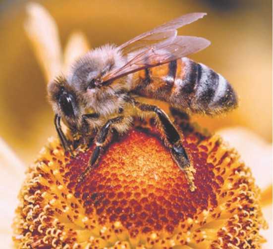 Профилактика пчел от заболеваний