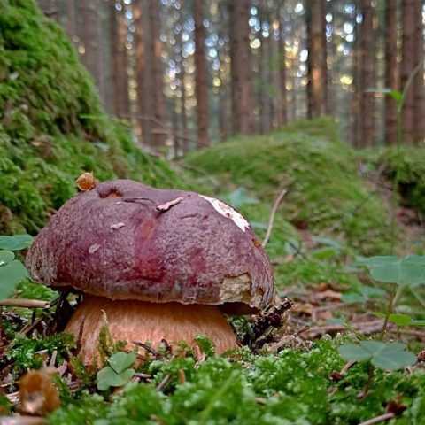 Белый гриб сосновый — википедия