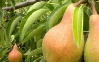 Яблоня поспех: отзывы садоводов, описание сорта с фото
