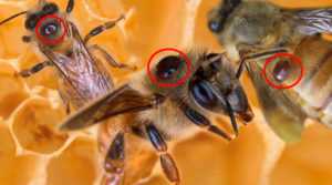 Способ профилактики и лечения мешотчатого расплода пчел