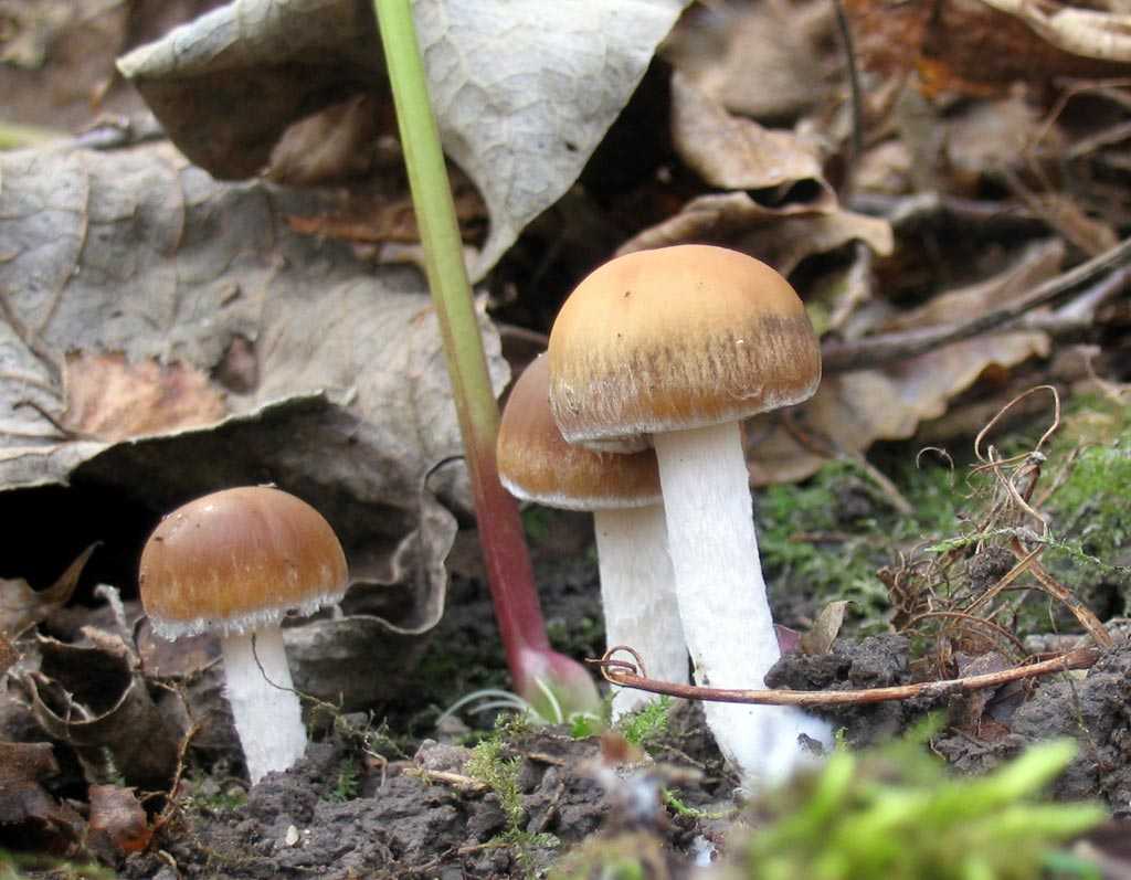 Псатирелла шаровидная (psathyrella piluliformis) – грибы сибири