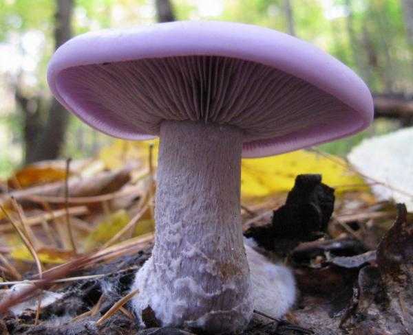 Рядовка мыльная – ароматный гриб. фото рядовки