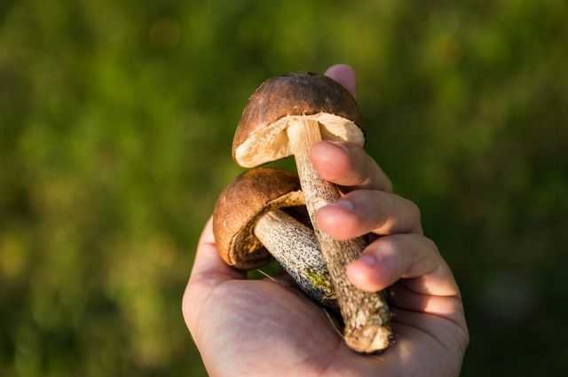 Можно ли есть червивые съедобные грибы; бывают ли ядовитые грибы червивыми