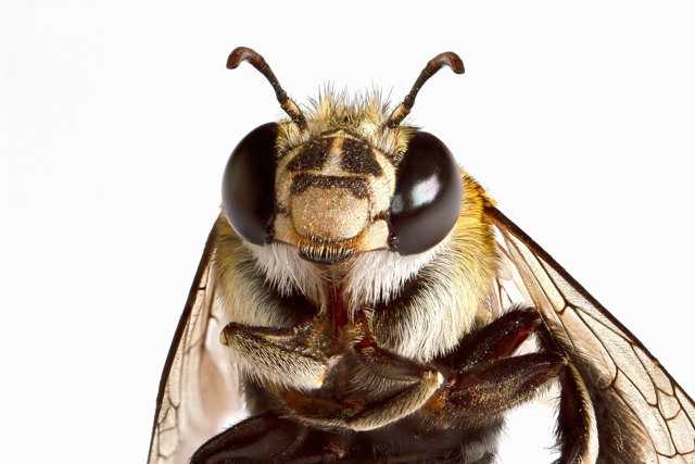 Бакфаст порода пчел матка фото недостатки особенности содержания отзывы