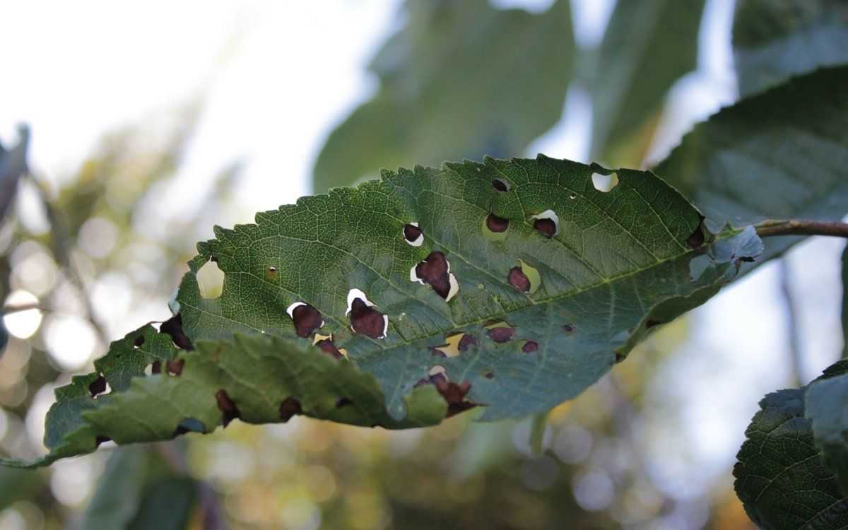 На листьях вишни ржавые пятна что делать фото