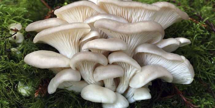 Грибы вешенки: польза и вред, калорийность и полезные свойства этих весенних грибов