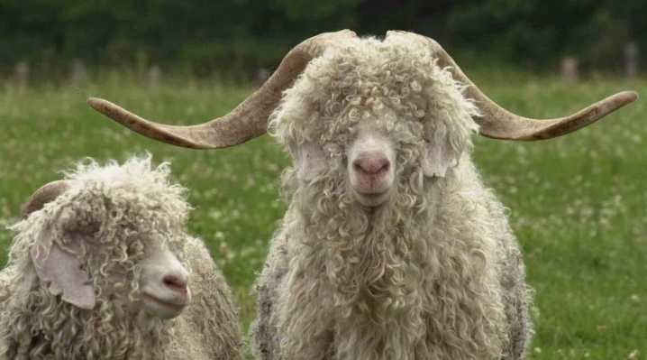 Породы коз (50 фото): описание снежных и дамасских, русских белых и других видов коз