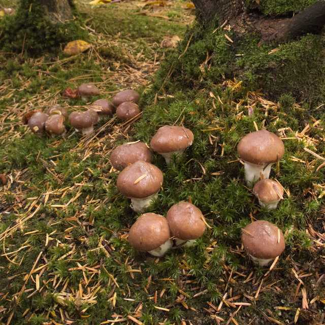 Как быстро растут грибы после дождя?