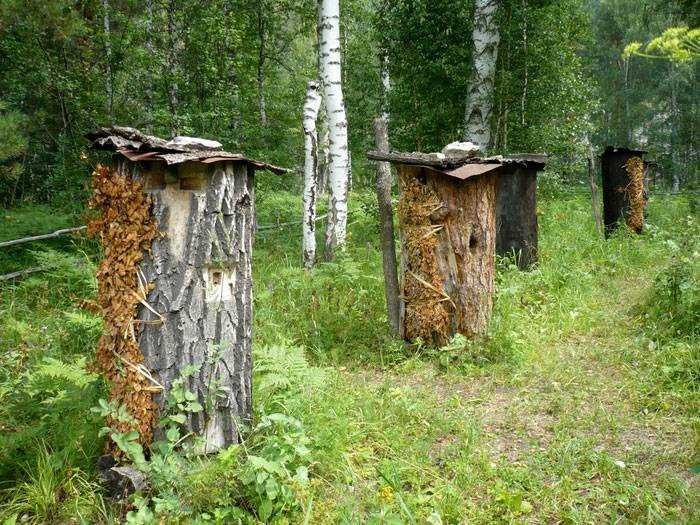Бортевое пчеловодство