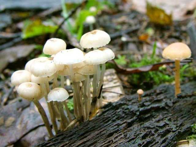 Мицена мелиевая: характеристика и фото гриба, ареал распространения. Сведения о съедобности. Существующие двойники и их отличия.