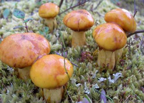 Сколько времени растут белые грибы после дождя. сколько растет гриб после дождя?