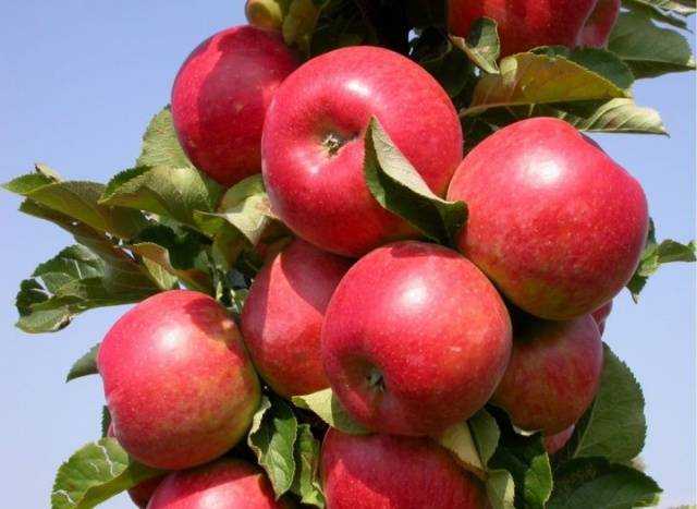 Сорта яблонь для сибири: их фото с названием и описанием, а также посадка и уход